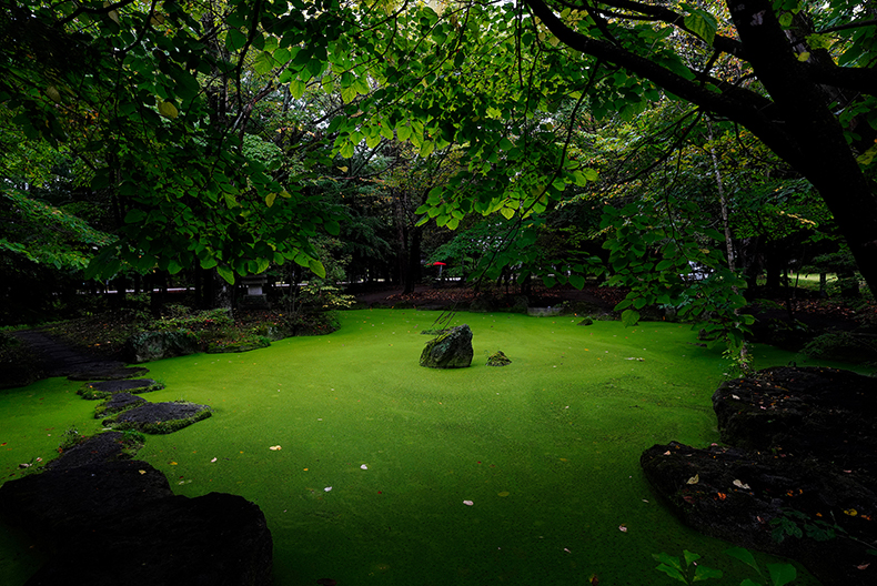 緑の池