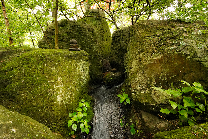 緑の池