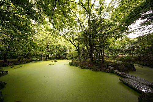 緑の池